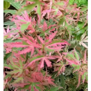 Acer palm. 'Butterfly' CC MIX 08 Acer palmatu Bezpečná Platba